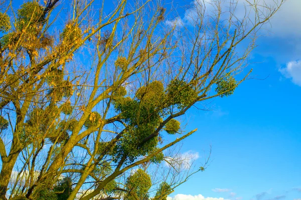 White mistletoe plant hanging on the tree