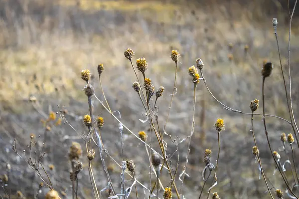 Graines Sèches Dans Une Capsule Une Plante Sauvage Dans Champ — Photo