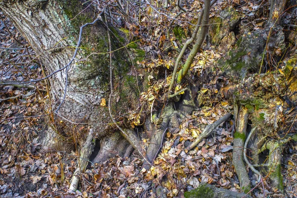 old tree roots in the forest