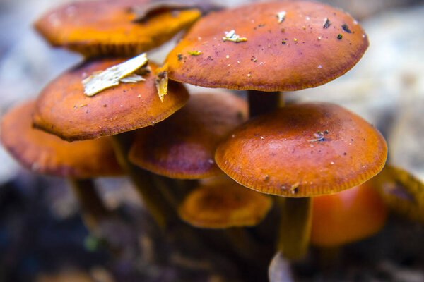 Winter mushrooms Flammulina velutipes on the trunk of a fallen tree
