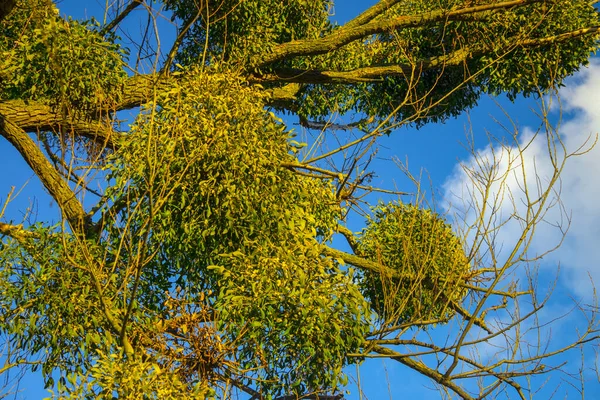 Planta Branca Visco Pendurada Árvore — Fotografia de Stock