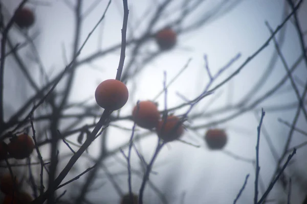 Ramas Secas Árboles Otoño Fondo Borroso — Foto de Stock