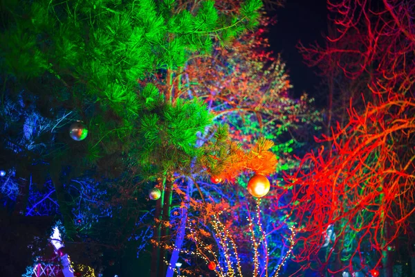 Arbres Sans Feuilles Éclairés Par Lanterne Rose Bleue Fond — Photo