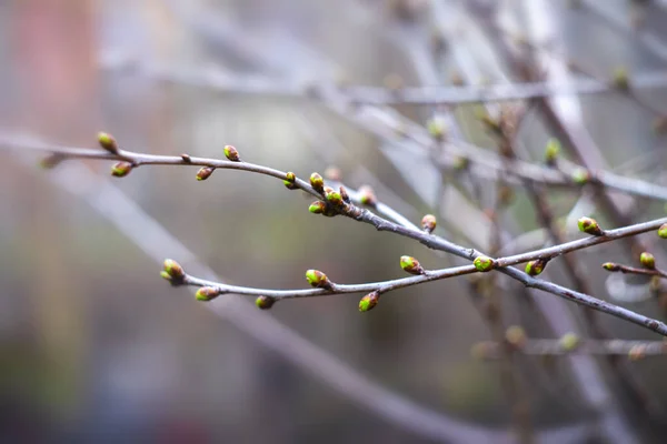 秋天干枯的树枝 模糊的背景 — 图库照片