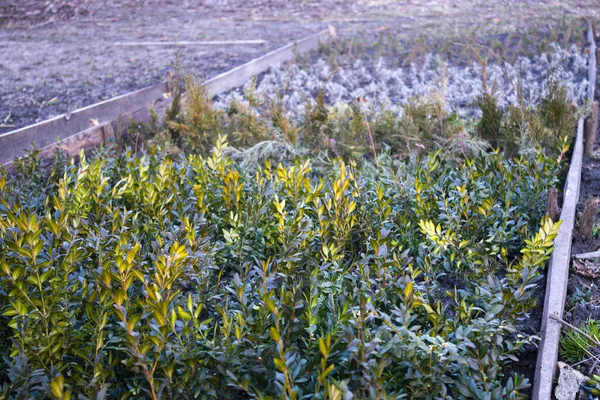 Piantine Campo Piantagione Crescere Giardinaggio — Foto Stock