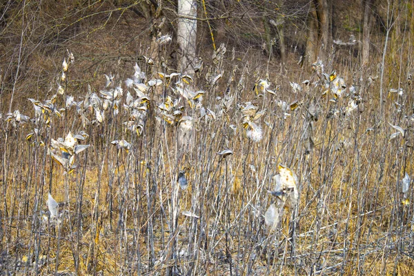 フィールド内の野生植物のカプセル内の乾燥種子 — ストック写真