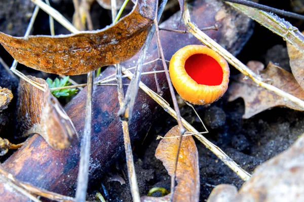 Peziza Interesting Fungus Looks Yellow Bowl — Stock Photo, Image