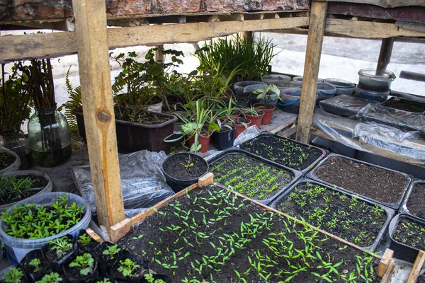 Vista Superior Las Plántulas Maceta Para Plántulas Con Tierra Crecen —  Fotos de Stock