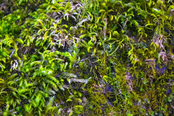 石の表面に緑の苔が生えている — ストック写真