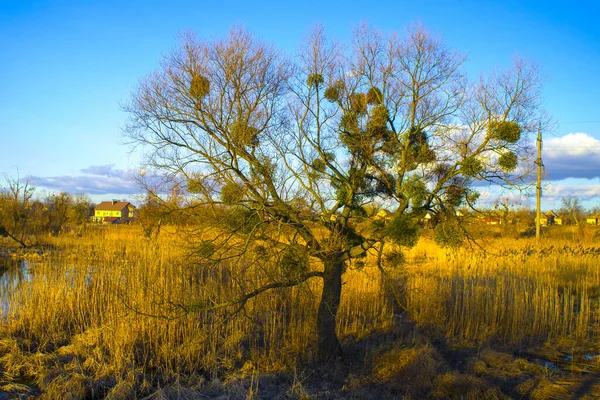 Vit Mistel Växt Hängande Trädet — Stockfoto