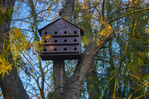 Птичий Домик Гнездовой Ящик Дереве — стоковое фото