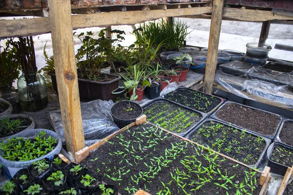 Vista Superior Las Plántulas Maceta Para Plántulas Con Tierra Crecen —  Fotos de Stock