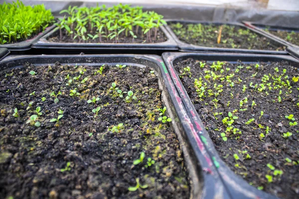 Vista Superior Las Plántulas Maceta Para Plántulas Con Tierra Crecen — Foto de Stock