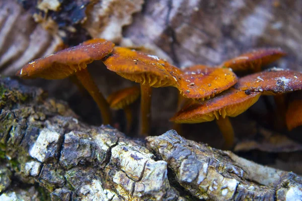 Зимние Грибы Flammulina Velutipes Стволе Упавшего Дерева — стоковое фото