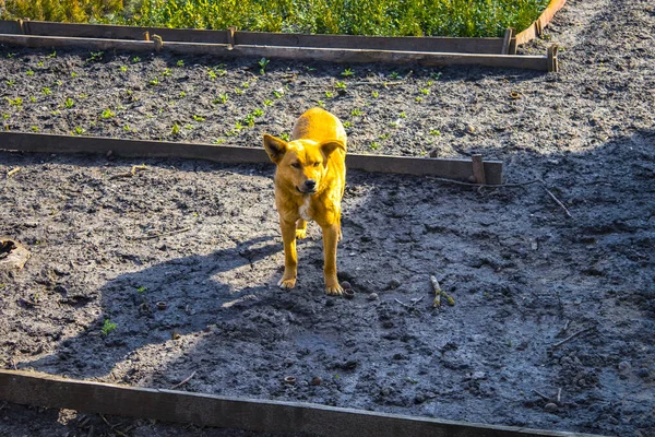 A cute little yellow dog on the ground