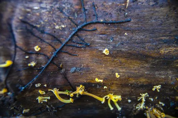 Zimní Houby Flammulina Velutipes Kmeni Spadlého Stromu — Stock fotografie