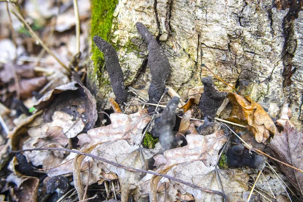 枯树树干上的冬菇 — 图库照片