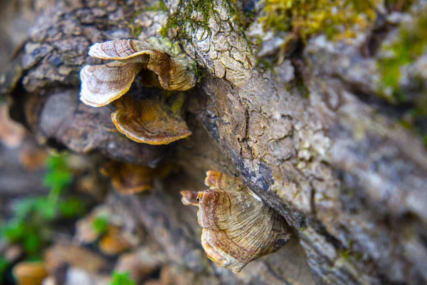 Bracket fungi, or shelf fungi. They are mainly found on tree