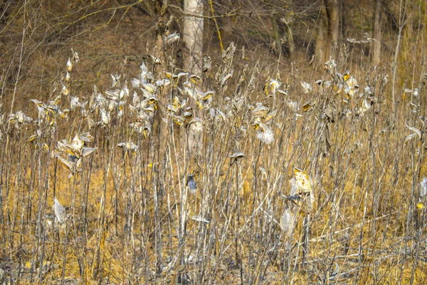 フィールド内の野生植物のカプセル内の乾燥種子 — ストック写真