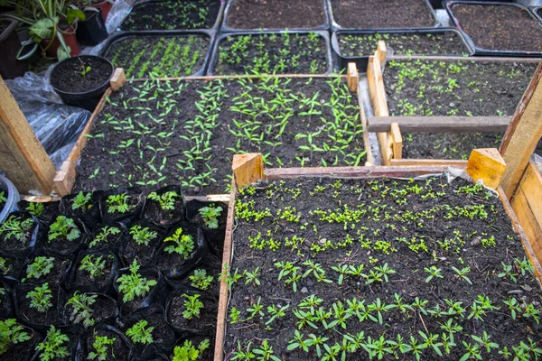 Vista Superior Las Plántulas Maceta Para Plántulas Con Tierra Crecen — Foto de Stock