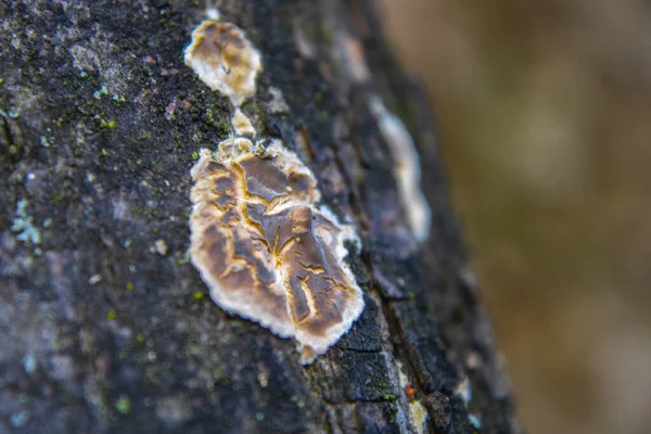 Pilze Wachsen Auf Baum Wald — Stockfoto