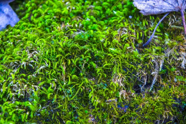 Muschio Verde Cresce Sulla Superficie Della Pietra — Foto Stock