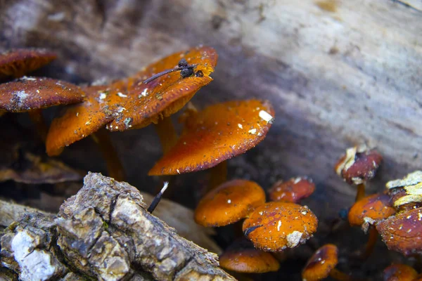 Grzyby Zimowe Flammulina Velutipes Pniu Upadłego Drzewa — Zdjęcie stockowe