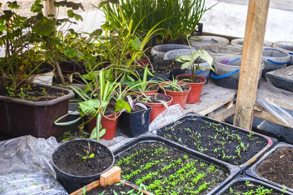 Vista Superior Las Plántulas Maceta Para Plántulas Con Tierra Crecen —  Fotos de Stock