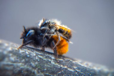 Özellikle yerde çiftleşen iki arıya odaklan, makro