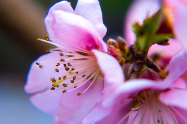 Parlak pembe şeftali, kiraz çiçekleri ağaçların yeşil yaprakları, ilkbaharda doğa.