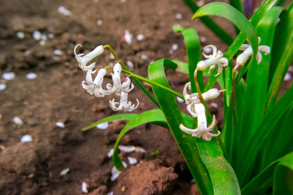 Jacinthe Blanche Fleur Printemps Dans Jardin — Photo