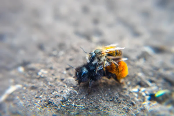 Concentrer Sélectivement Sur Accouplement Deux Abeilles Sol Macro — Photo