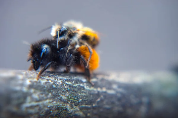 Επιλεκτικά Επικεντρωθεί Δύο Μέλισσες Ζευγάρωμα Στο Έδαφος Μακροεντολή — Φωτογραφία Αρχείου