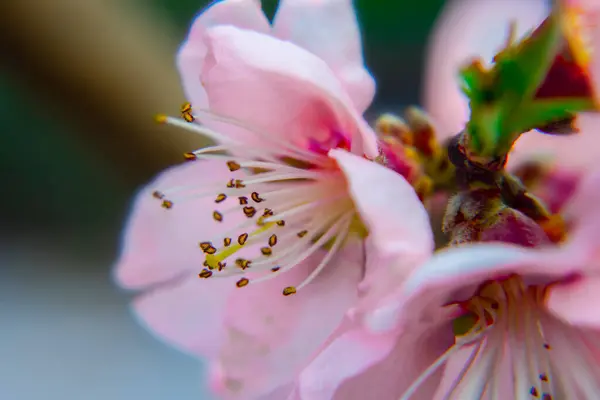 Jasnoróżowa Brzoskwinia Wiśniowe Kwiaty Zielonych Liściach Drzew Przyroda Wiosną — Zdjęcie stockowe