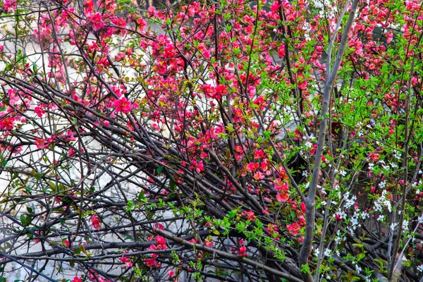 春の木の枝にピンクの花 — ストック写真