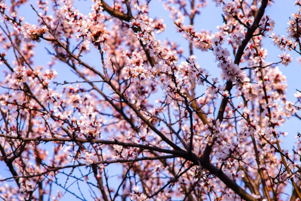 Bahar Ağacı Dalında Pembe Çiçekler — Stok fotoğraf