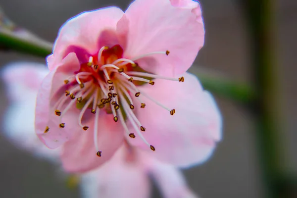 Pêssego Rosa Brilhante Flores Cereja Folhagem Verde Árvores Natureza Primavera — Fotografia de Stock