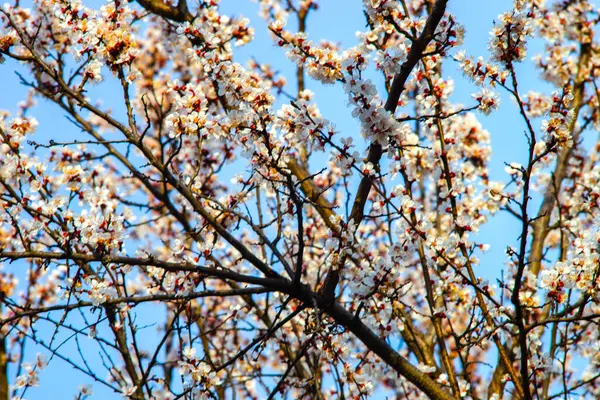 Bahar Ağacı Dalında Pembe Çiçekler — Stok fotoğraf