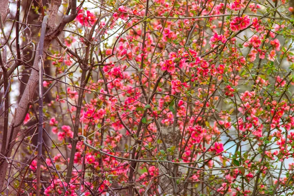 春の木の枝にピンクの花 — ストック写真