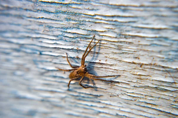 Close Jumping Spiders Wooden Table House Home Spider Dry Wood — Stock Photo, Image
