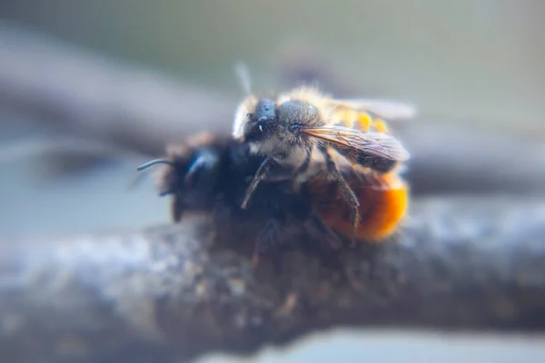 Enfoque Selectivo Dos Abejas Apareamiento Tierra Macro — Foto de Stock