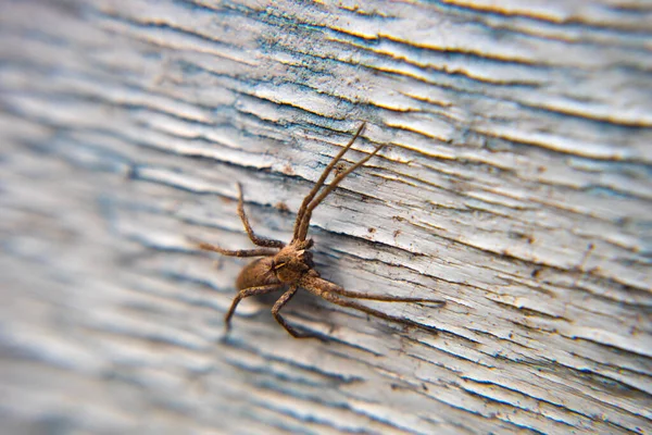 Feche Aranhas Salto Mesa Madeira Casa Aranha Casa Madeira Seca — Fotografia de Stock