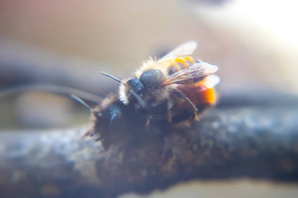 Селективно Сфокусироваться Двух Пчелах Спаривающихся Земле Макрос — стоковое фото