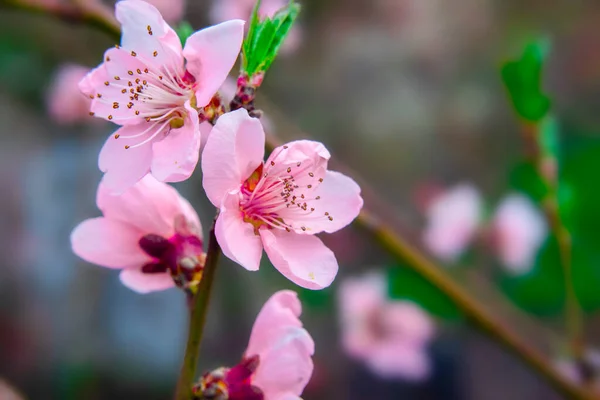 Jasnoróżowa Brzoskwinia Wiśniowe Kwiaty Zielonych Liściach Drzew Przyroda Wiosną — Zdjęcie stockowe