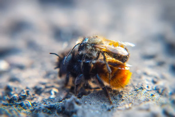 Επιλεκτικά Επικεντρωθεί Δύο Μέλισσες Ζευγάρωμα Στο Έδαφος Μακροεντολή — Φωτογραφία Αρχείου