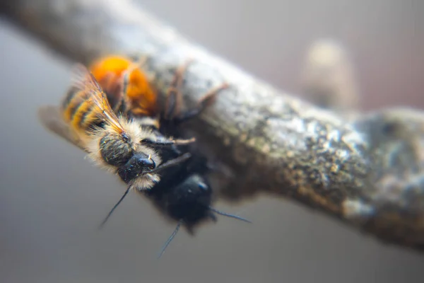 Селективно Сфокусироваться Двух Пчелах Спаривающихся Земле Макрос — стоковое фото