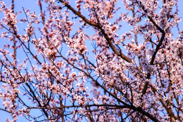 Bahar Ağacı Dalında Pembe Çiçekler — Stok fotoğraf