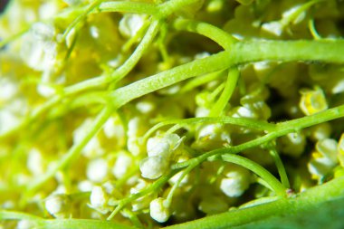 Vadi çiçeklerinin güzel zambağı, yakın plan