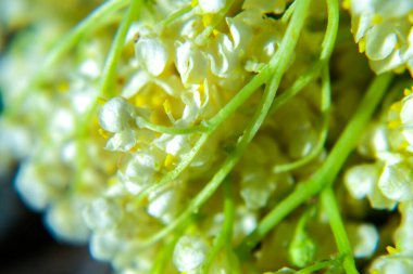 Vadi çiçeklerinin güzel zambağı, yakın plan