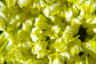 Vadi çiçeklerinin güzel zambağı, yakın plan